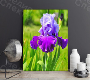 Фотография на холсте 40х50см «Ирис» — фото 1