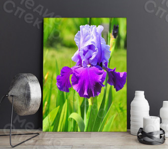 Фотография на холсте 40х50см «Ирис» — фото