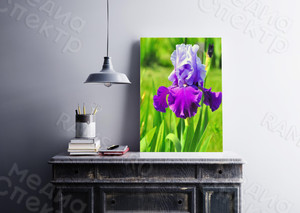 Фотография на холсте 40х50см «Ирис» — фото 2