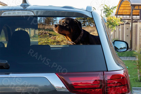 Наклейки на автомобиль «Собака» — фото