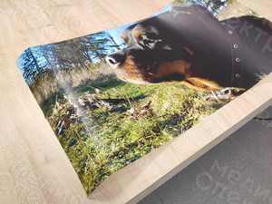 Наклейки на автомобиль «Собака» — фото 5