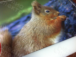 Баннер 1х1м «Берегите лес «Белка» — фото 3