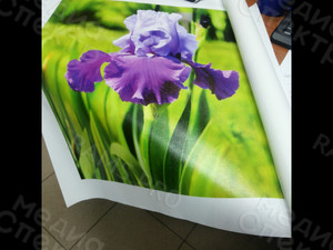 Фотография на холсте 40х50см «Ирис» — фото 1