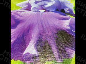 Фотография на холсте 40х50см «Ирис» — фото 2