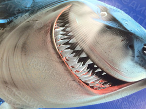 Баннеры на аттракцион «Рыбалочка» — фото 13