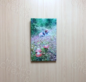 Фотокартина на холсте 30х50см «Собака и три гриба» — фото 1