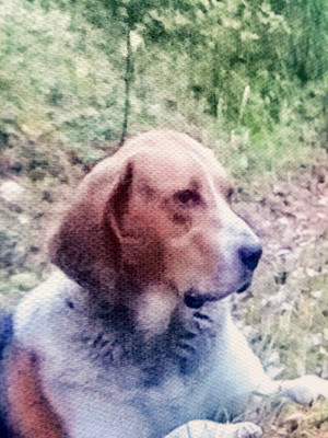 Фотокартина на холсте 30х50см «Собака и три гриба» — фото 2