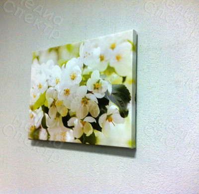 Фотокартины на холстах 40х30см «Цветы белые» — фото